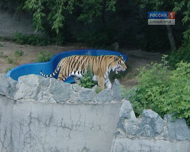 В зоопарке отметили Международный день тигра