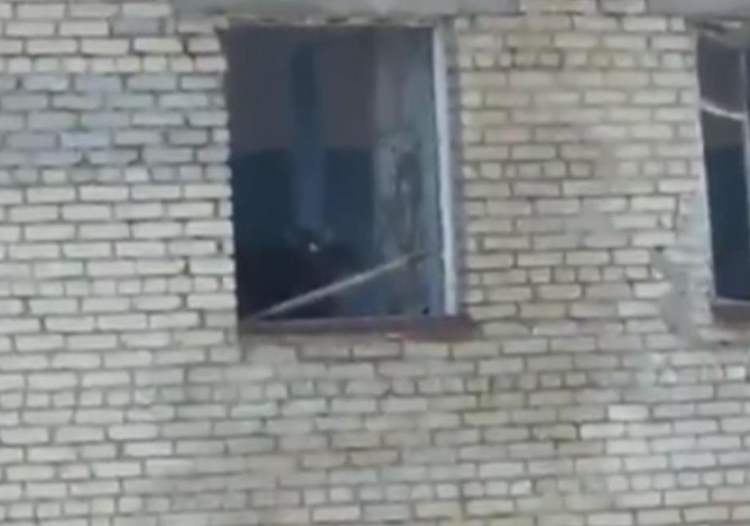 На Урале сняли видео с коровой, пасущейся на пятом этаже заброшенного здания На Урале сняли видео с коровой, пасущейся на пятом этаже заброшенного здания