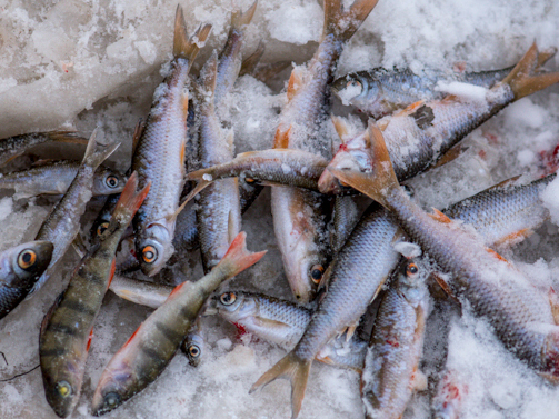 озерск урал. индийский нож хитала. рыбка для сбора бутылок. золотая рыбка озерск. озерск золотая рыбка карла маркса.