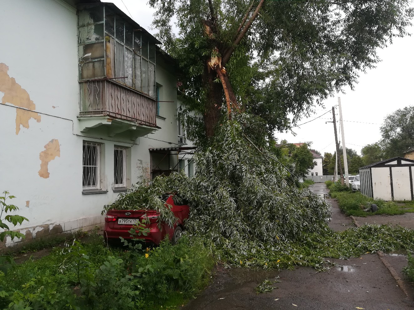 Деревья Челябинска Фото