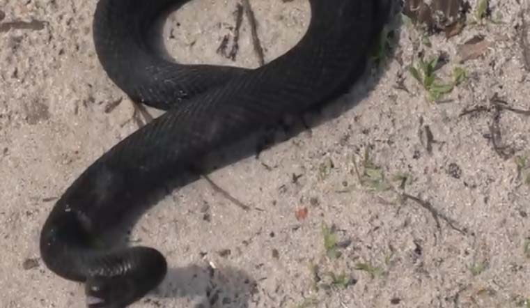 В Челябинске на улице заметили ядовитую змею