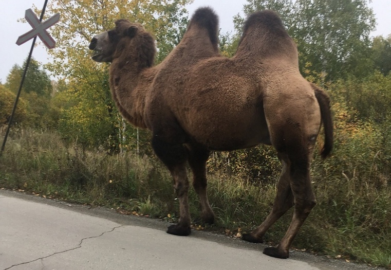 На дороге в Челябинской области пасся верблюд