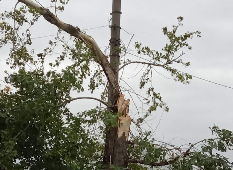 Деревья после урагана. Деревья повалило ураганным ветром тип предложения. Самое старое дерево в брянске. Деревья повалило ураганным ветром тип предложения. Деревья в димитровграде.