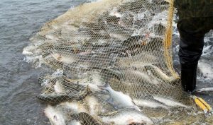Инспекторы рыбоохраны объявили войну браконьерам