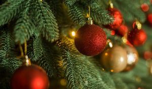 В Роскачестве дали советы по выбору новогодней елки