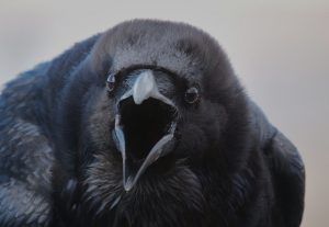 Предвестник беды. Демоническая птица удивила жителей Урала