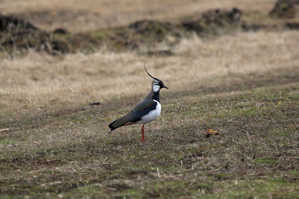 Пигалица читать полностью. Пигалица кузнец. Белохвостая пигалица. Пигалица кузнец. Пигалица читать полностью.