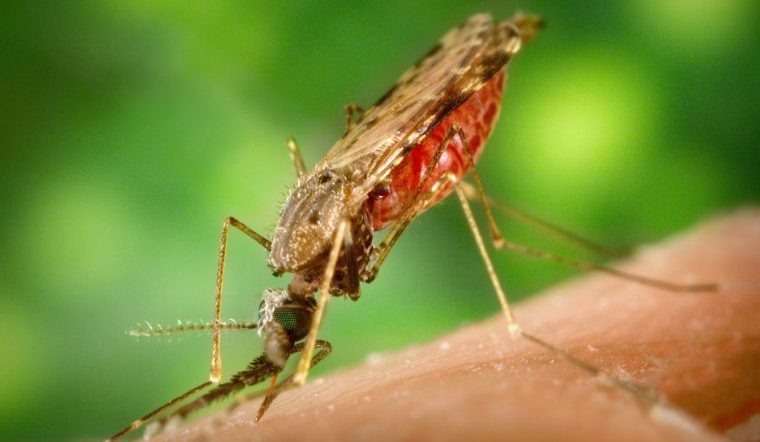 Смертельно опасны. 5 страшных болезней, которые переносят комары