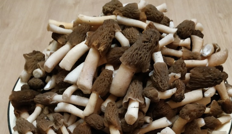 В Челябинской области грибы собирают мешками и коробками - фото 3