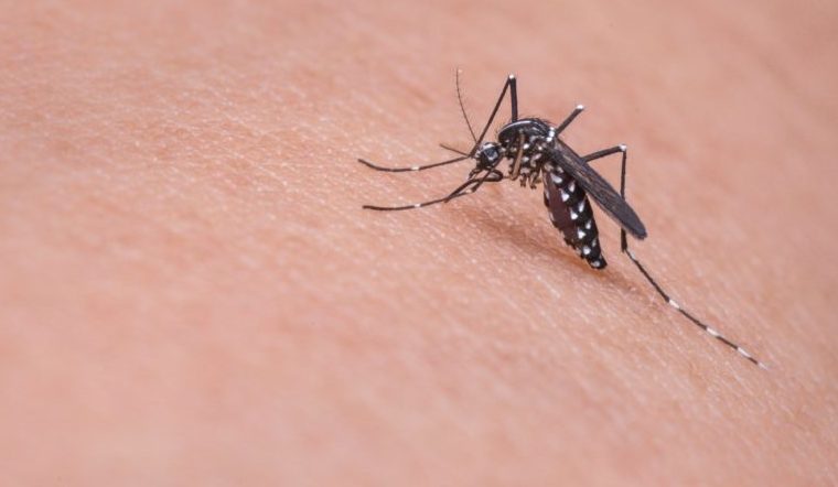 Смертельно опасны. 5 страшных болезней, которые переносят комары
