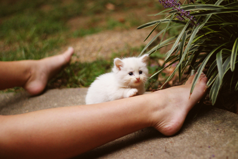 Kalel Kitten Feet