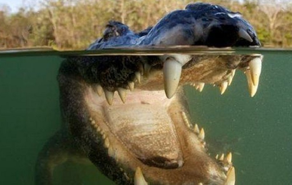"Крокодилы пошли". Что-то странное происходит на водоемах Урала