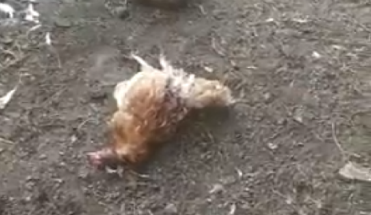 Чупакабра в деле. На Южном Урале неизвестное существо загрызло всех куриц