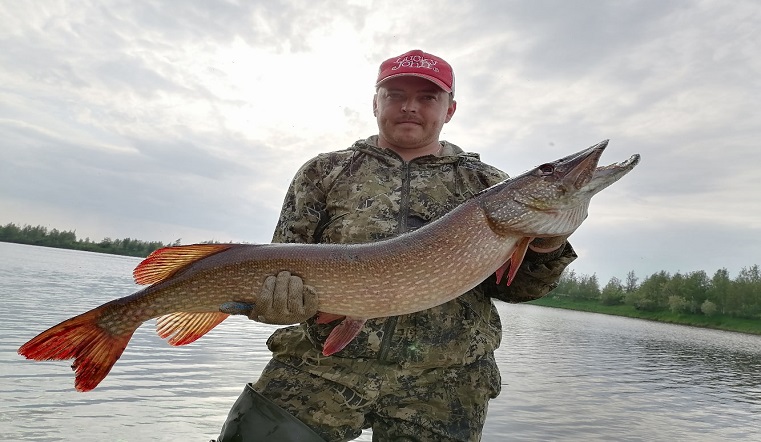 Вот это улов. Огромная щука на Урале сломала крючок и оказалась почти размером с рыбака ФОТО