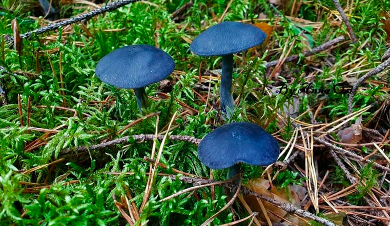 Как из сказки. Жители Урала спорят о таинственном сине-фиолетовом грибе