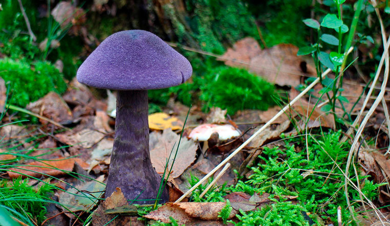 Как из сказки. Жители Урала спорят о таинственном сине-фиолетовом грибе: синий гриб, рядовка фиолетовая, паутинник фиолетовый?