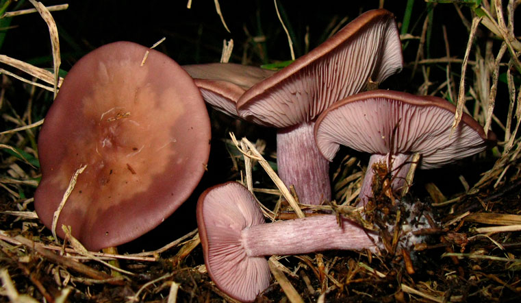 Как из сказки. Жители Урала спорят о таинственном сине-фиолетовом грибе: синий гриб, рядовка фиолетовая, паутинник фиолетовый?