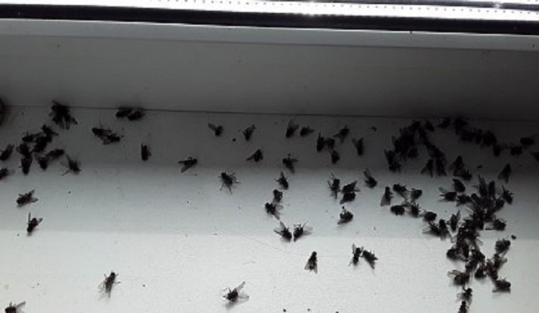 Крылатые вредители. Жители Челябинской области обеспокоены нашествием мух