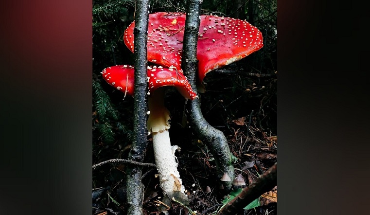 Красный гигант. На Южном Урале нашли мухомор размером с большую пиццу