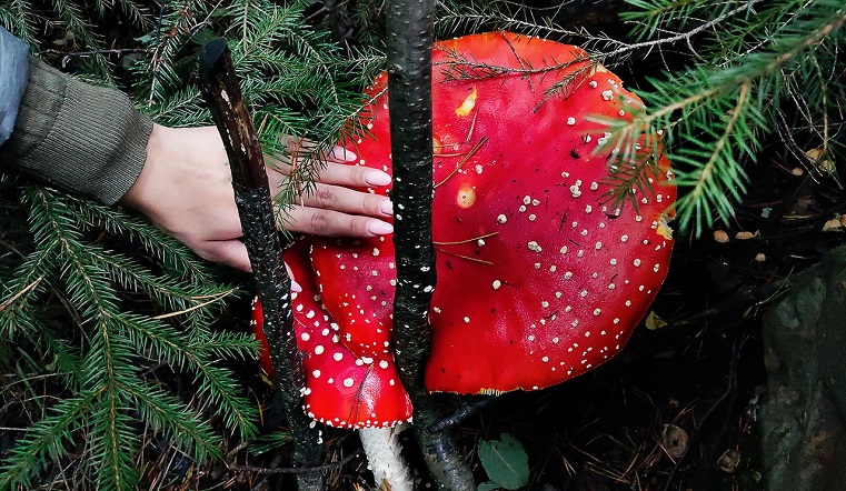 Красный гигант. На Южном Урале нашли мухомор размером с большую пиццу