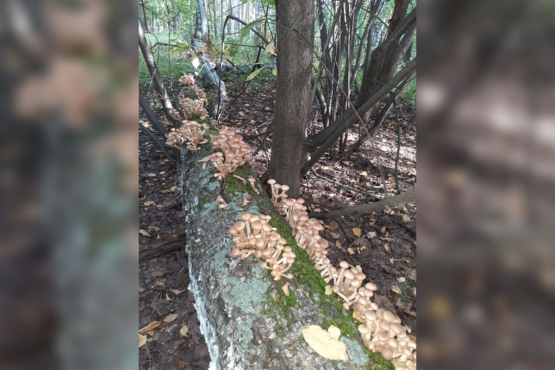Небывалый урожай: грибы в Челябинской области