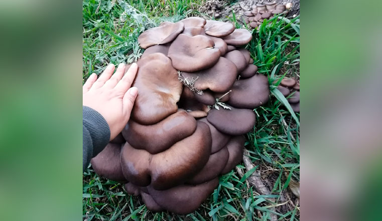 Вырос на урале. Вешенки грибы хищники. Хищные грибы Узбекистана. Фотография грибов хищников которые встречаются в России.