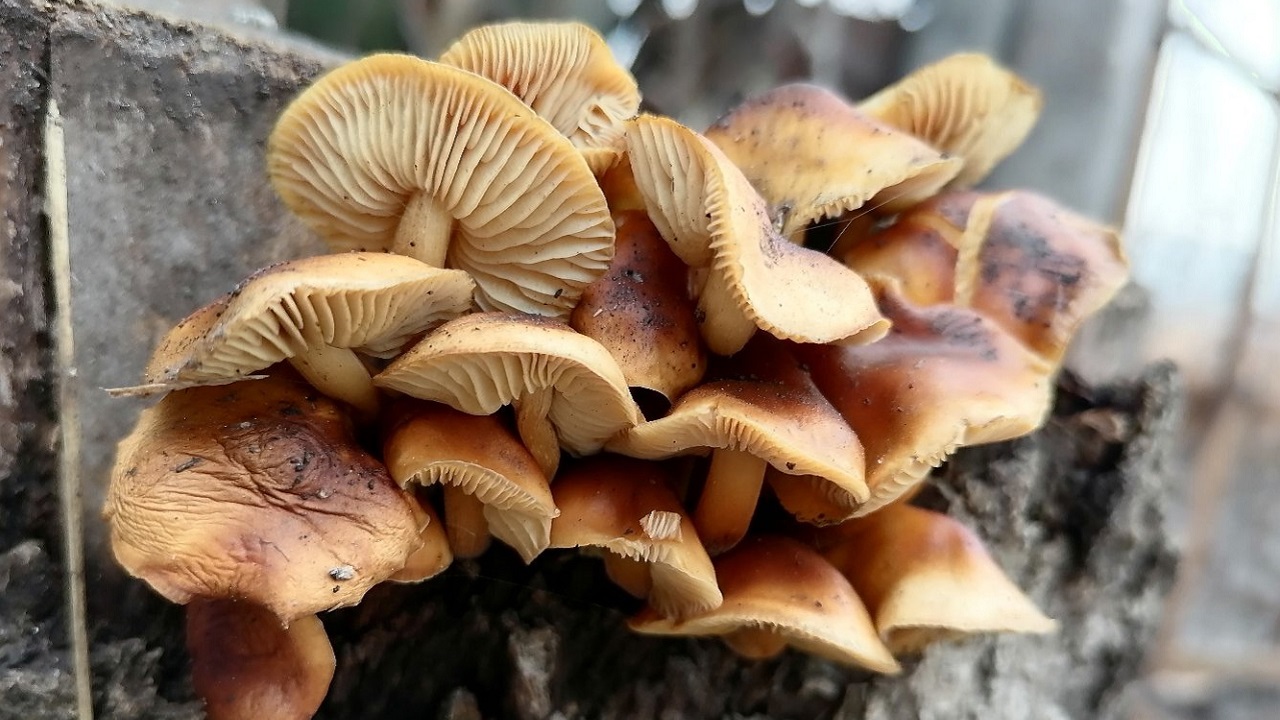 Апрельский урожай: первые грибы пошли на Урале