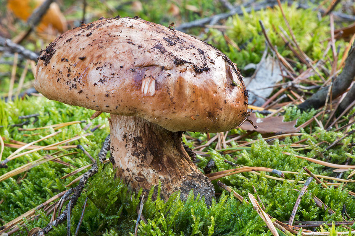 Какие грибы можно собирать на Урале ранней весной ФОТО