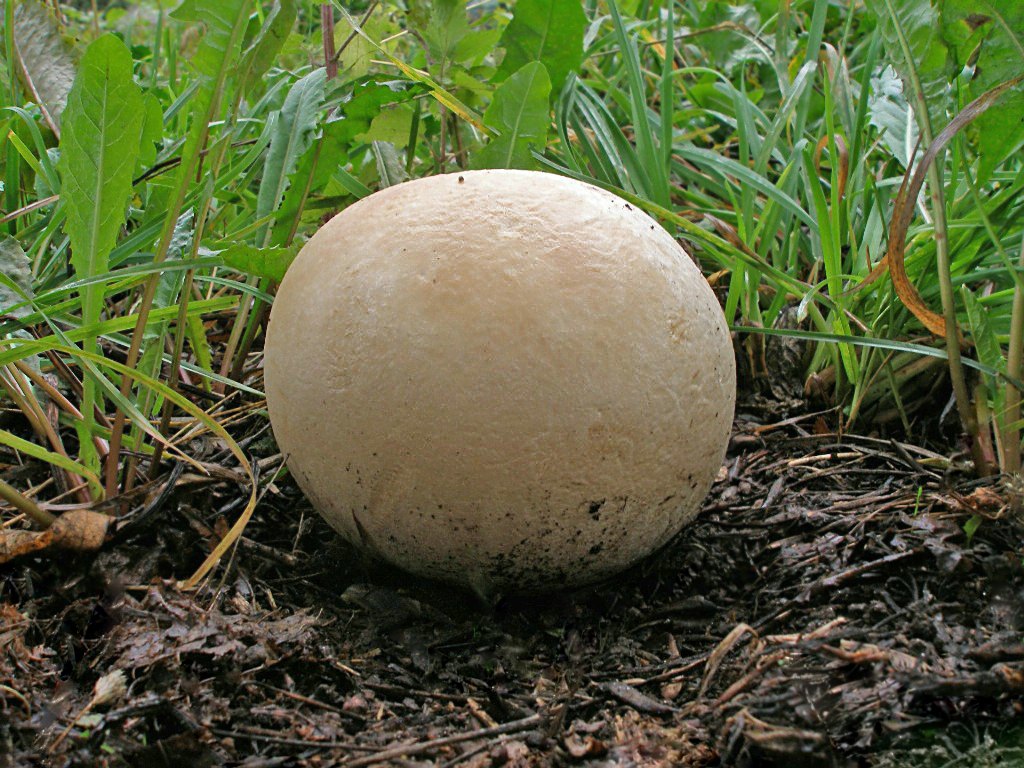 Какие грибы можно собирать на Урале ранней весной ФОТО