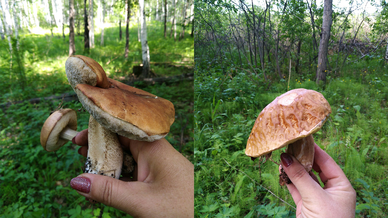Как из сказки: обилие красивых грибов удивило жителей Челябинской области