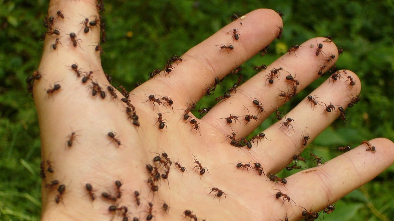 Рыжее нашествие: квартиры жителей Челябинска атакуют полчища муравьев ВИДЕО
