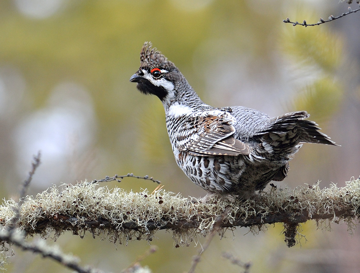 5 редких птиц Челябинской области: необычные, интересные и красивые пернатые ФОТО