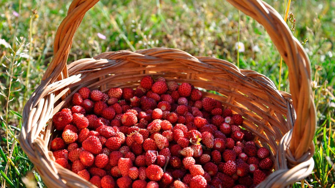 Ушла за ягодами: женщина в Челябинской области пропала в лесу