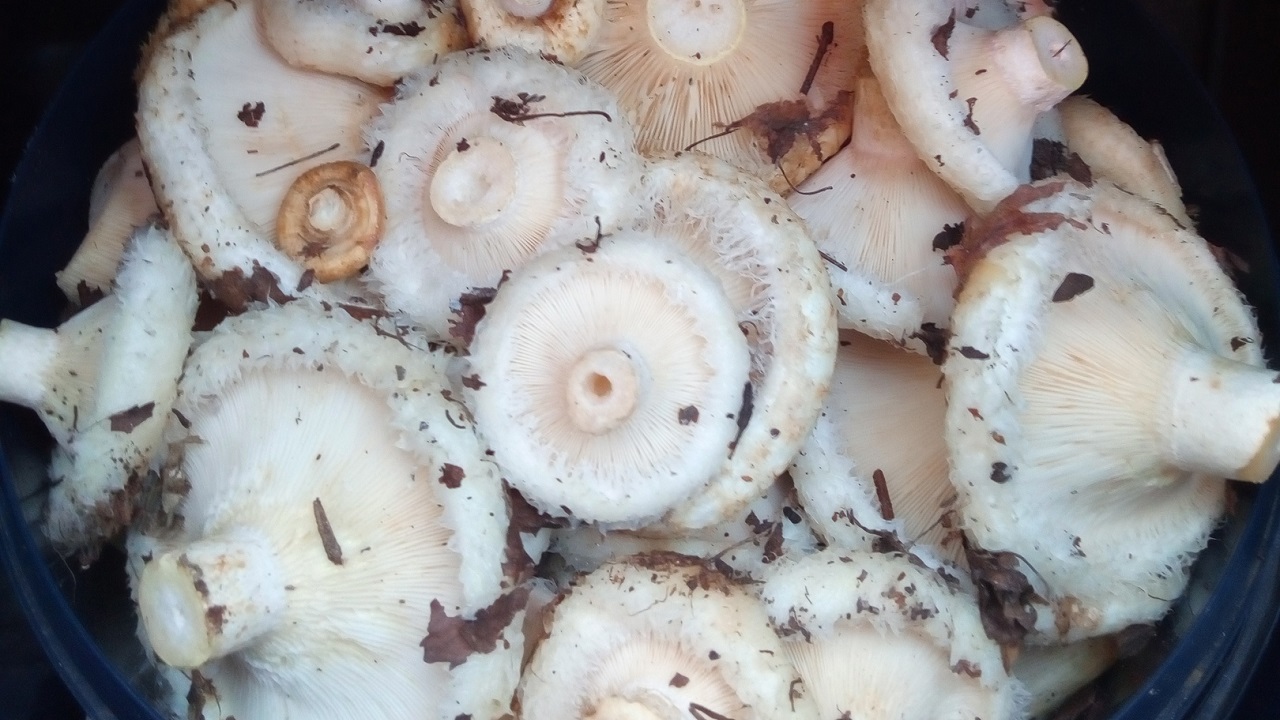 Размером с голову: грибы-гиганты собирают на Южном Урале