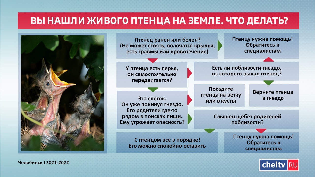 Спасать или пройти мимо: что делать, если птенец выпал из гнезда ИНСТРУКЦИЯ