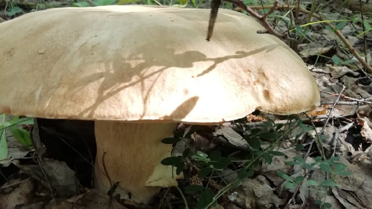 Размером с голову: грибы-гиганты собирают на Южном Урале