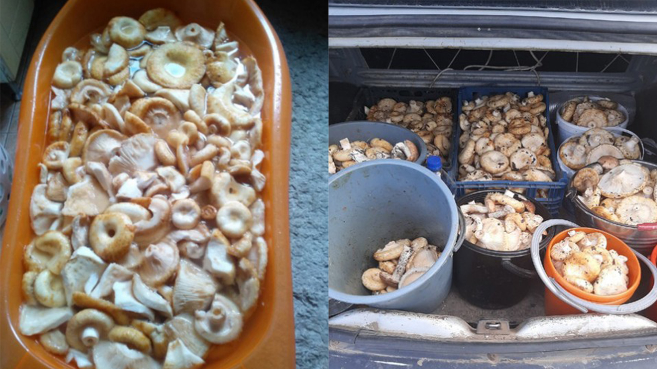 Несколько ведер за час: грибники Челябинской области удивляют небывалым урожаем