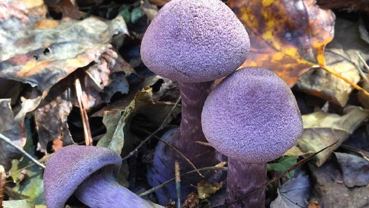 Кусок печени и морской еж: 5 самых странных грибов Челябинской области