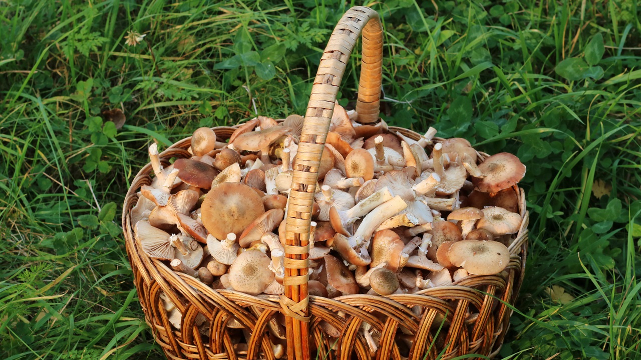 Приметы о грибах: как по лесному урожаю предсказать будущее  