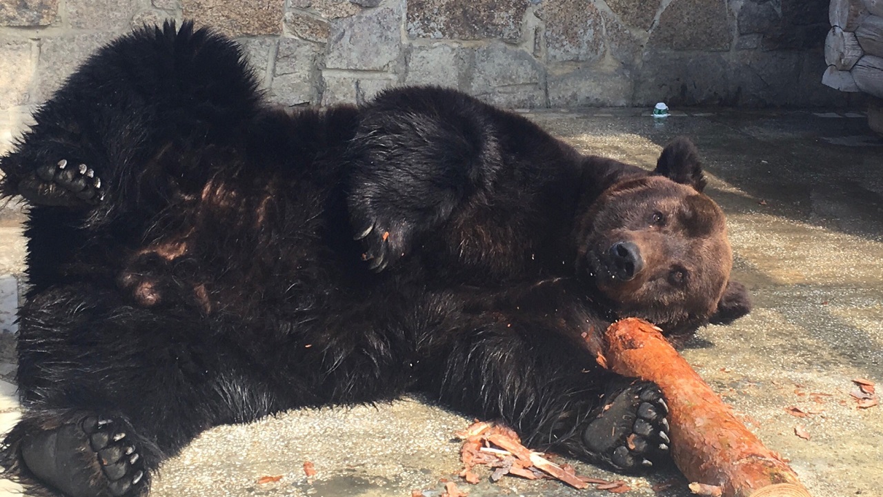 Найден подозреваемый в отравлении медведей в зоопарке Челябинска