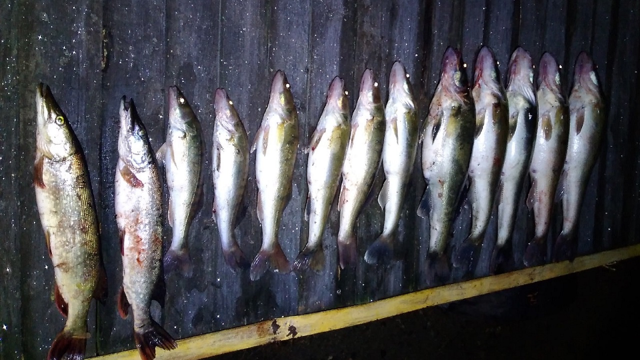 Рыбак в Челябинской области поймал 10 огромных судаков