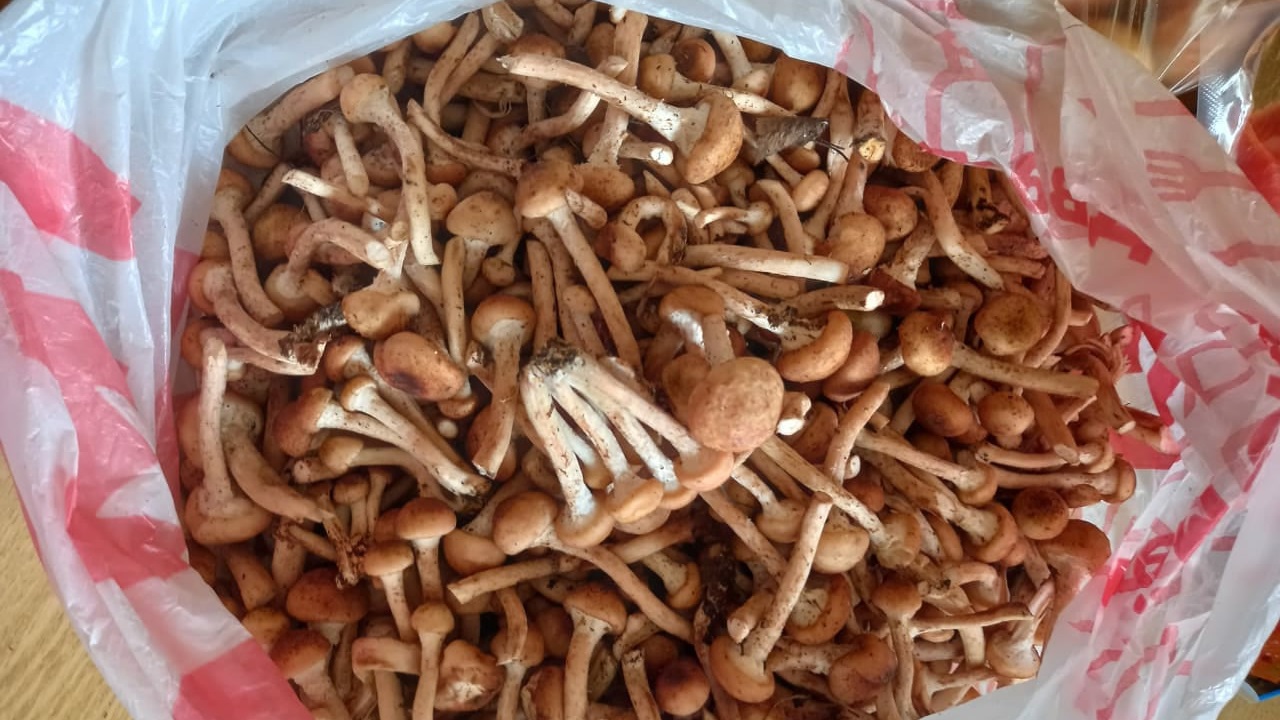 Жители Челябинской области хвастаются небывалым урожаем грибов