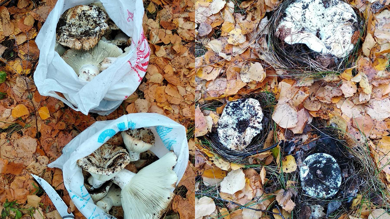 Набирают пакетами: как жители Челябинской области закрывают грибной сезон