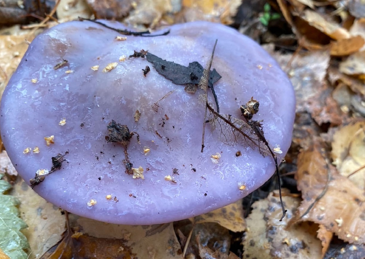 "Ведьмины круги" нашли в Челябинской области