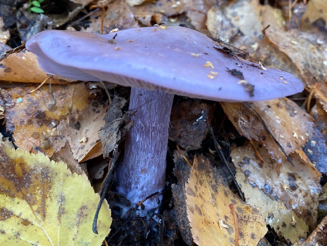 "Ведьмины круги" нашли в Челябинской области