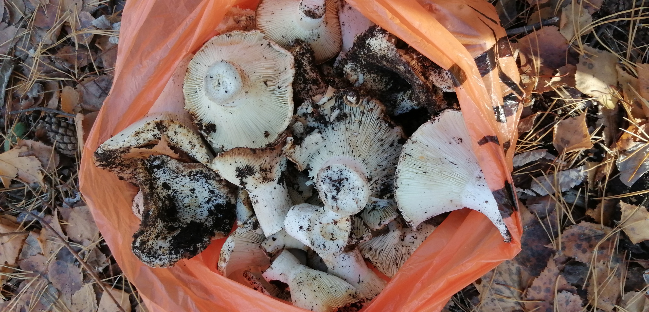 Какие съедобные грибы растут поздней осенью в Челябинской области 