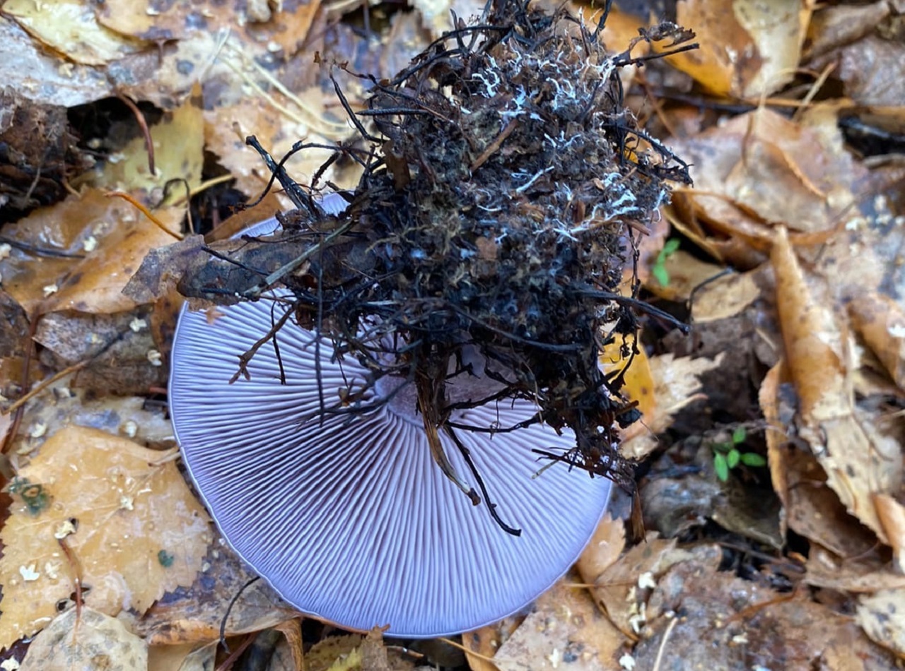 "Ведьмины круги" нашли в Челябинской области