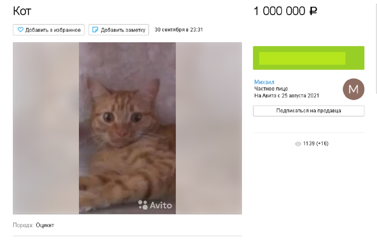 Житель Челябинска решил избавиться от кота-скандалиста за 1 млн рублей