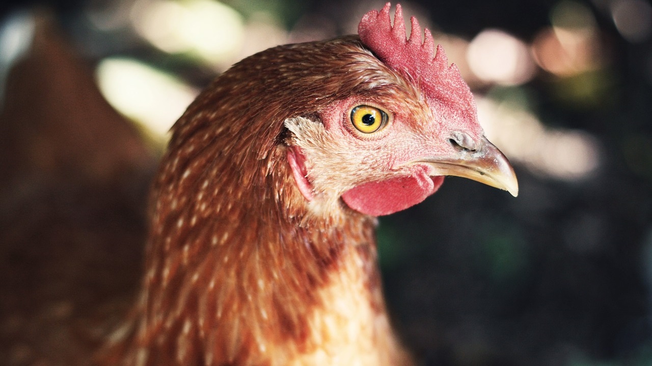 Опасные яйца и мясо птицы попали в магазины Челябинской области