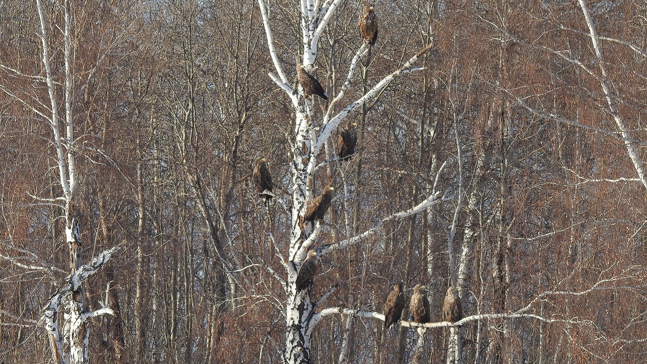 Стаю хищных птиц из Красной книги удалось сфотографировать в Челябинской области